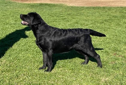 Belgairn Tonks ~ 8 months