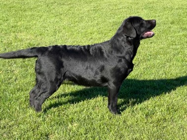 Belgairn Tonks ~ 8 months