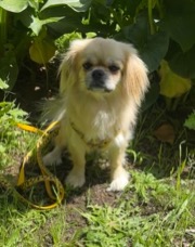 Folklaur Zing of Belgairn CGC TKI