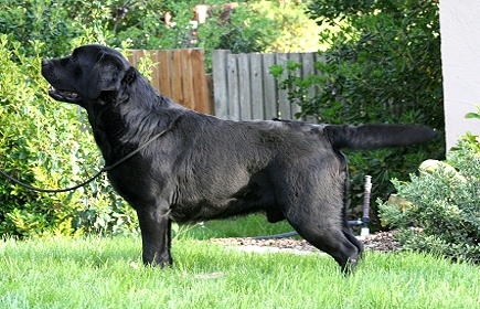 CH Shadowbrook's Belgairn Time Traveler