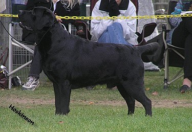 CH Shadowbrook's Belgairn Time Traveler