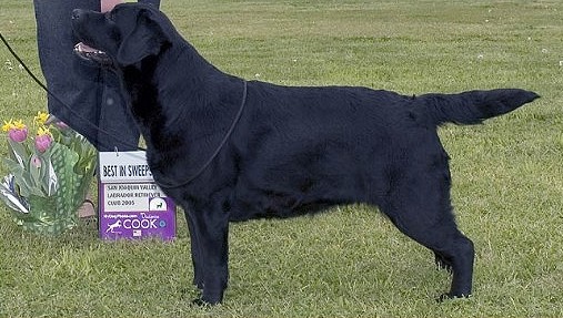 Belgairn Shadowbrook Dream Time ~ 17 months