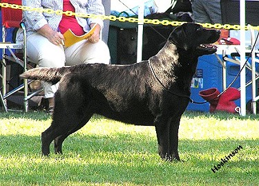 BISS Shadowbrook's Belgairn Once Upon A Time